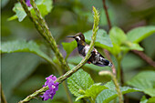 Wire-crested Thorntail (Discosura popelairii) hummingbird female, Amazon, Ecuador