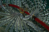 Feather Star (Oxymetra sp) pair showing clinging claws, Ambon, Indonesia