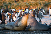 Southern Elephant Seal (Mirounga leonina) juvenile bulls fighting, South Georgia Island