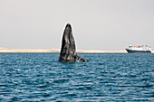 Gray Whale (Eschrichtius robustus) spy-hopping near cruise ship, Baja California, Mexico