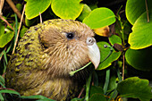 Kakapo (Strigops habroptilus), Codfish Island, New Zealand