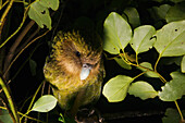 Kakapo (Strigops habroptilus) at night, Codfish Island, New Zealand