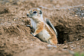 California Ground Squirrel (Spermophilus beecheyi) emerging from burrow, Carrizo Plain National Monument, California
