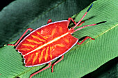 Red Stink Bug (Pycanum rubeus), also known as a Shield Bug, Sabah, Borneo, Malaysia