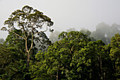 Canopy emergent tree in mist, Danum Valley, Malaysia