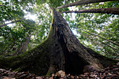 Buttressed rainforest tree, Maliau Basin, Malaysia