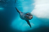 Leopard Seal (Hydrurga leptonyx), Antarctic Peninsula, Antarctica