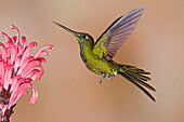 Empress Brilliant (Heliodoxa imperatrix) hummingbird feeding on flower nectar