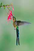 Violet-tailed Sylph (Aglaiocercus coelestis) hummingbird feeding on flower nectar, Ecuador
