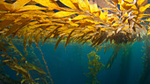 Giant Kelp (Macrocystis pyrifera) blades floating at surface, Cortez Bank, California