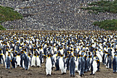 King Penguin (Aptenodytes patagonicus) colony, Salisbury Plain, South Georgia Island