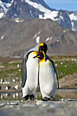 King Penguin (Aptenodytes patagonicus) pair courting, St Andrew's Bay, South Georgia Island