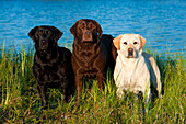 Labrador Retriever (Canis familiaris) trio