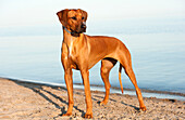 Rhodesian Ridgeback (Canis familiaris) on beach