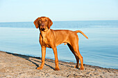 Vizsla (Canis familiaris) puppy