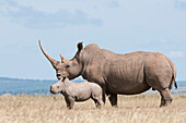 White Rhinoceros (Ceratotherium simum) mother and calf, Solio Ranch, Kenya