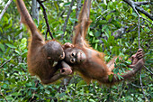 Orangutan (Pongo pygmaeus) two year old infants playing in tree, Orangutan Care Center, Borneo, Indonesia