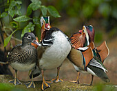 Mandarin Duck (Aix galericulata) males competing over female, Jurong Bird Park, Singapore