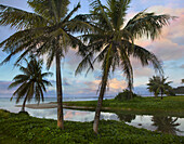 Palm trees, Asan Beach, War in the Pacific National Historic Park, Guam