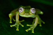 Glass Frog (Centrolenidae), San Cipriano, Colombia