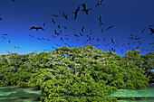 Magnificent Frigatebird (Fregata magnificens) breeding colony on small mangrove island, Carrie Bow Cay, Belize