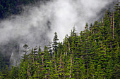 Spruce (Picea sp) forest in mist, Alaska