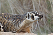 American Badger (Taxidea taxus) with snake prey, National Bison Range, Moise, Montana