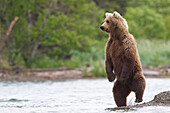 Grizzly Bear (Ursus arctos horribilis) looking for salmon, Brooks Falls, Alaska