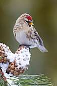 Common Redpoll (Carduelis flammea) female on pine cone, Troy, Montana