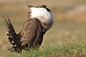 Sage Grouse (Centrocercus urophasianus) male displaying, UL Bend National Wildlife Refuge, north-central Montana, Sequence 2 of 4