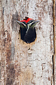 Pileated Woodpecker (Dryocopus pileatus) chicks in nest cavity, Troy, Montana