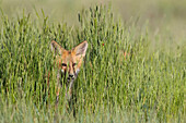 Red Fox (Vulpes vulpes) kit, Missoula, Montana
