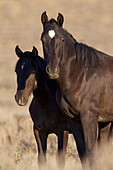 Wild Horse (Equus caballus) mare with foal, Pryor Mountain Wild Horse Range, Montana