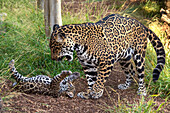 Jaguar (Panthera onca) cub playing with mother, native to Central and South America