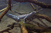 Gharial (Gavialis gangeticus), native to India