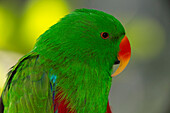 Eclectus Parrot (Eclectus roratus), native to Australia