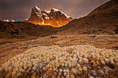 Cacti near Cerro Cuyoc, Cordillera Huayhuash, Andes, Peru