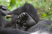 Mountain Gorilla (Gorilla gorilla beringei) feet, Parc National des Volcans, Rwanda