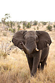 African Elephant (Loxodonta africana) male, Kruger National Park, South Africa