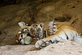 Bengal Tiger (Panthera tigris tigris) six week old cub on sleeping mother at den, Bandhavgarh National Park, India