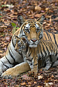 Bengal Tiger (Panthera tigris tigris) mother and eight week old cub, Bandhavgarh National Park, India