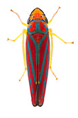 Leafhopper (Cicadellidae), Estabrook Woods, Concord, Massachusetts