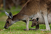 Red Kangaroo (Macropus rufus) mother grazing with joey in pouch, Australia