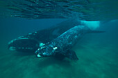Southern Right Whale (Eubalaena australis) mother and calf, Valdes Peninsula, Argentina