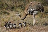 Lesser Rhea (Rhea pennata) father and chicks, Valdes Peninsula, Argentina