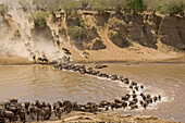 Blue Wildebeest (Connochaetes taurinus) herd crossing the Mara River during migration, Kenya