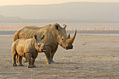 White Rhinoceros (Ceratotherium simum) female with calf, Lake Nakuru, Kenya