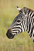 Burchell's Zebra (Equus burchellii), Masai Mara, Kenya