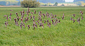 Ruff (Philomachus pugnax) flock migrating, Biebrza National Park, Poland