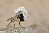 Houbara Bustard (Chlamydotis undulata) male displaying, Fuerteventura, Canary Islands